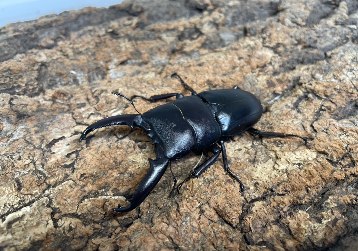 ツシマヒラタクワガタ – INSECT SHOP KMY