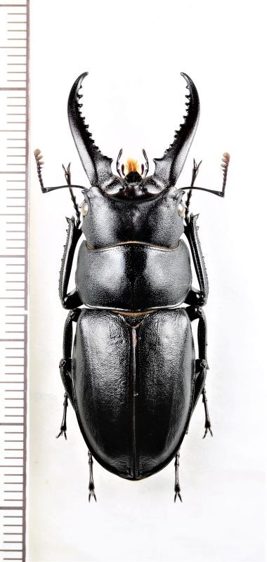 ハチジョウノコギリクワガタ 大型♂47.7mm 八丈島 - Insect Islands