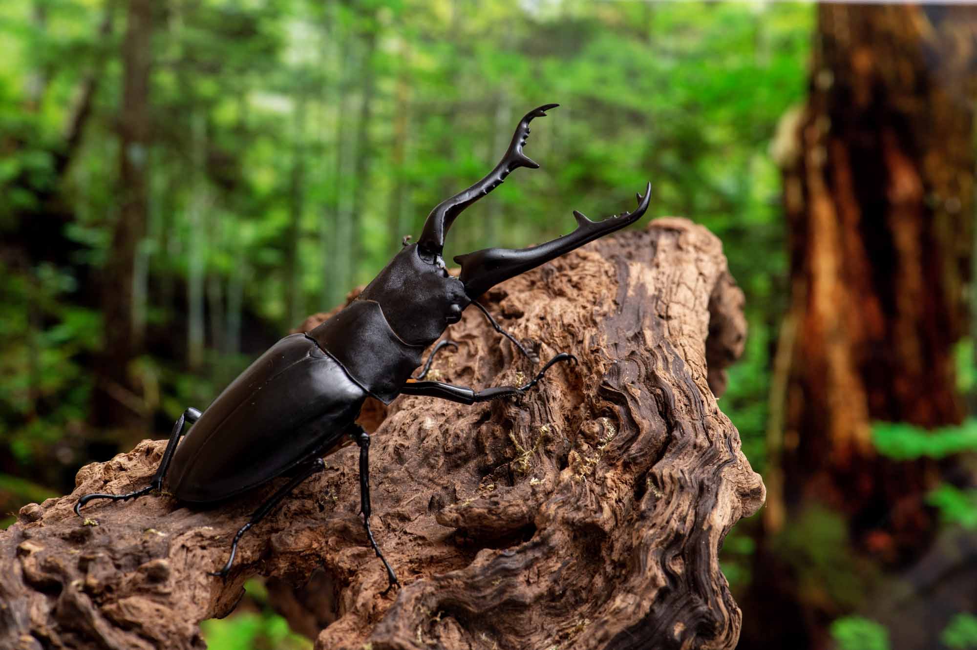 ギラファノコギリクワガタ | 虫の写真と生態なら昆虫写真図鑑「ムシミル」