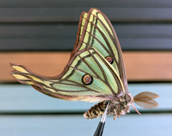 1x specimen Spanish Moon Moth Graellsia isabellae male unprepared