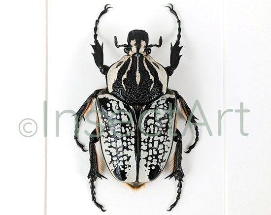 Real framed beetle, Goliathus orientalis male insect in picture