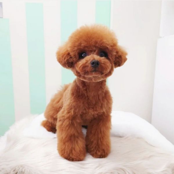 SNSで人気！トイプードルカット集】似合うヘアスタイルをトリマーに