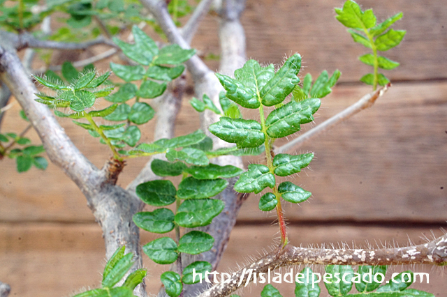 isla del pescado - Operculicarya borealis-オペルクリカリア・ボレアリス