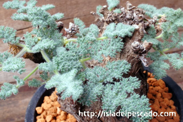 isla del pescado - Pelargonium triste-ペラルゴニウム・トリステ