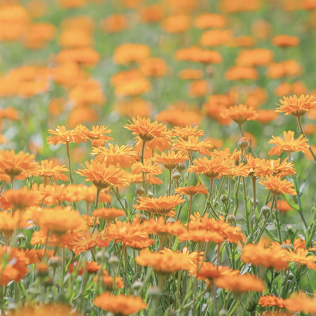 アロマバスエッセンス（カレンデュラとカモミール）｜ナチュラル