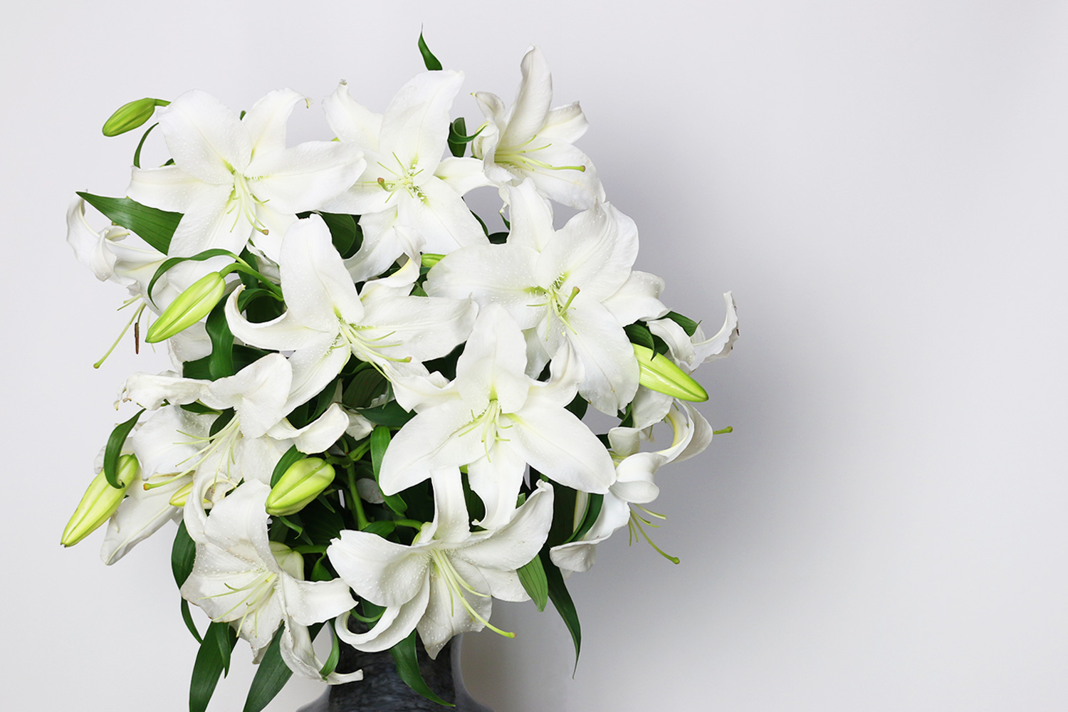 カサブランカ 規格外品 10本束セット | 有限会社イタバ