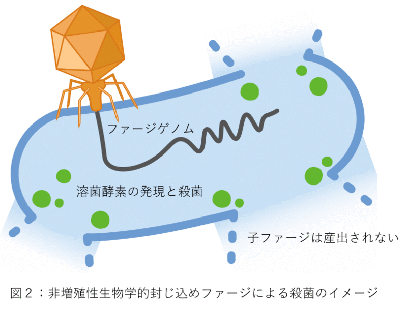 細菌の天敵「バクテリオファージ」の試験管内での改変・生物学的