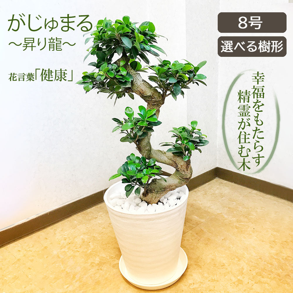 宝石のような観葉植物のお店 【Jewelry Plant】 ガジュマル 昇り竜 8