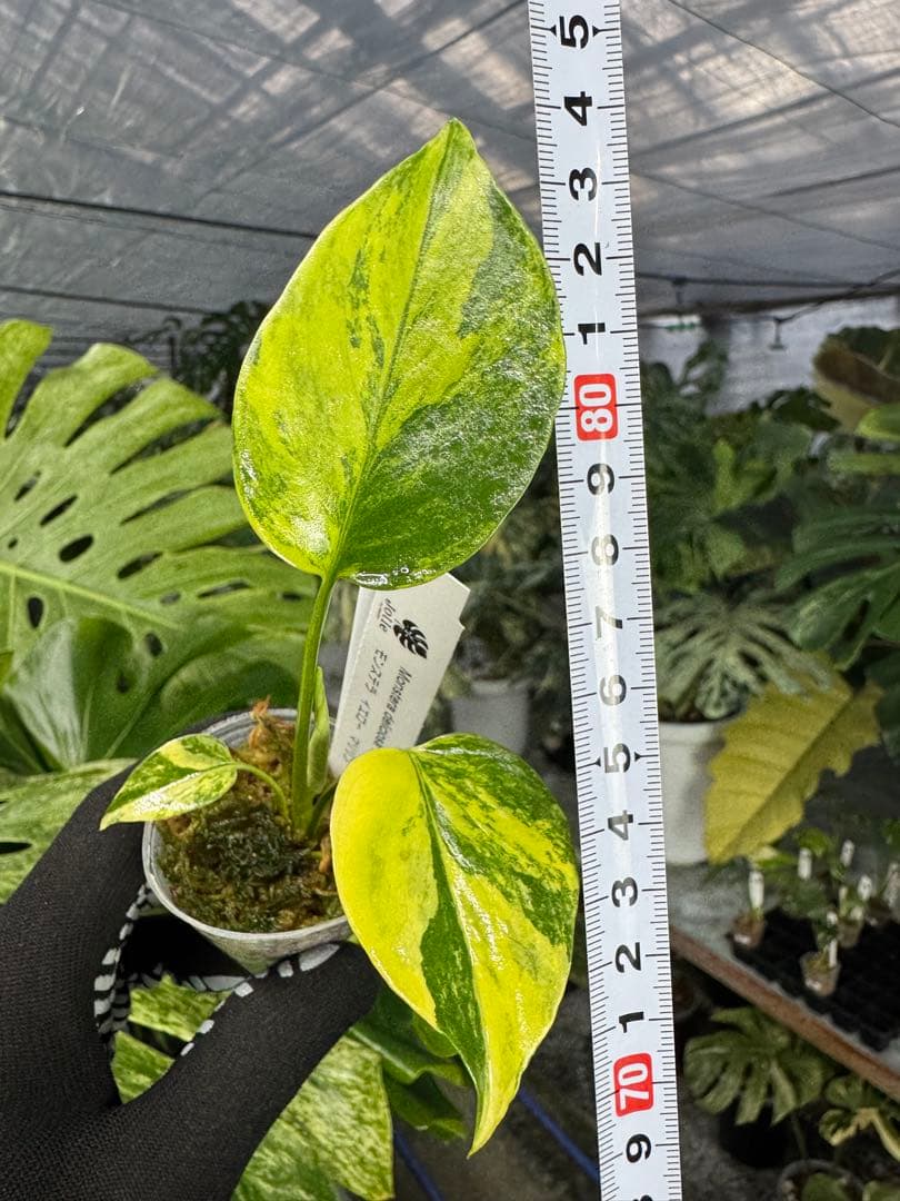 極上黄斑】モンステラ・デリシオーサ 'イエローマリリン'（イエロー