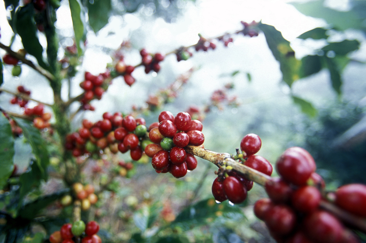 コーヒープロフェッショナル資格取得講座 | 一般社団法人日本技能開発協会