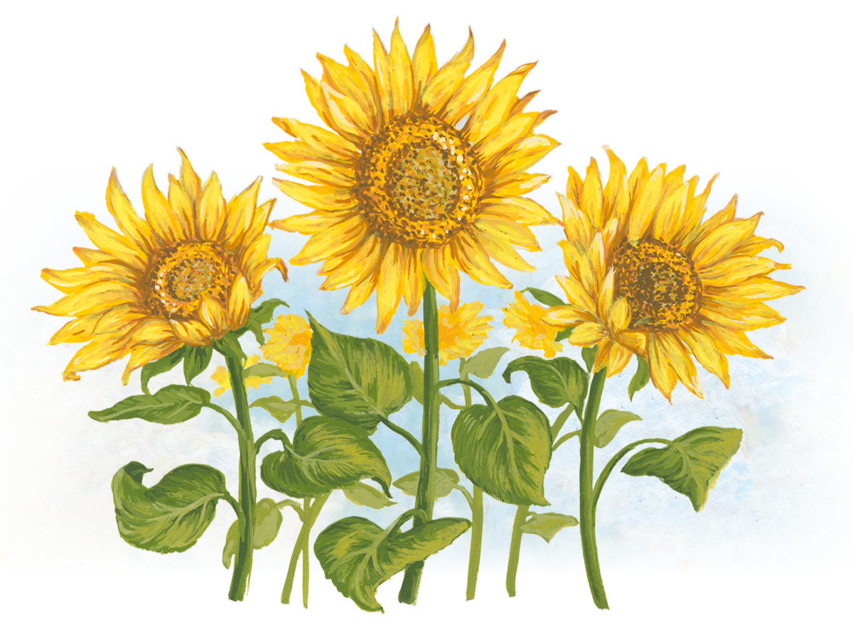 ヒマワリ | ネイチャーテクノロジー：シャープ