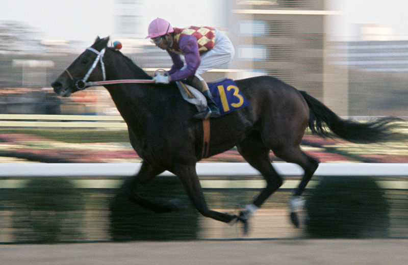 トウショウボーイ｜名馬メモリアル｜競馬情報ならJRA-VAN
