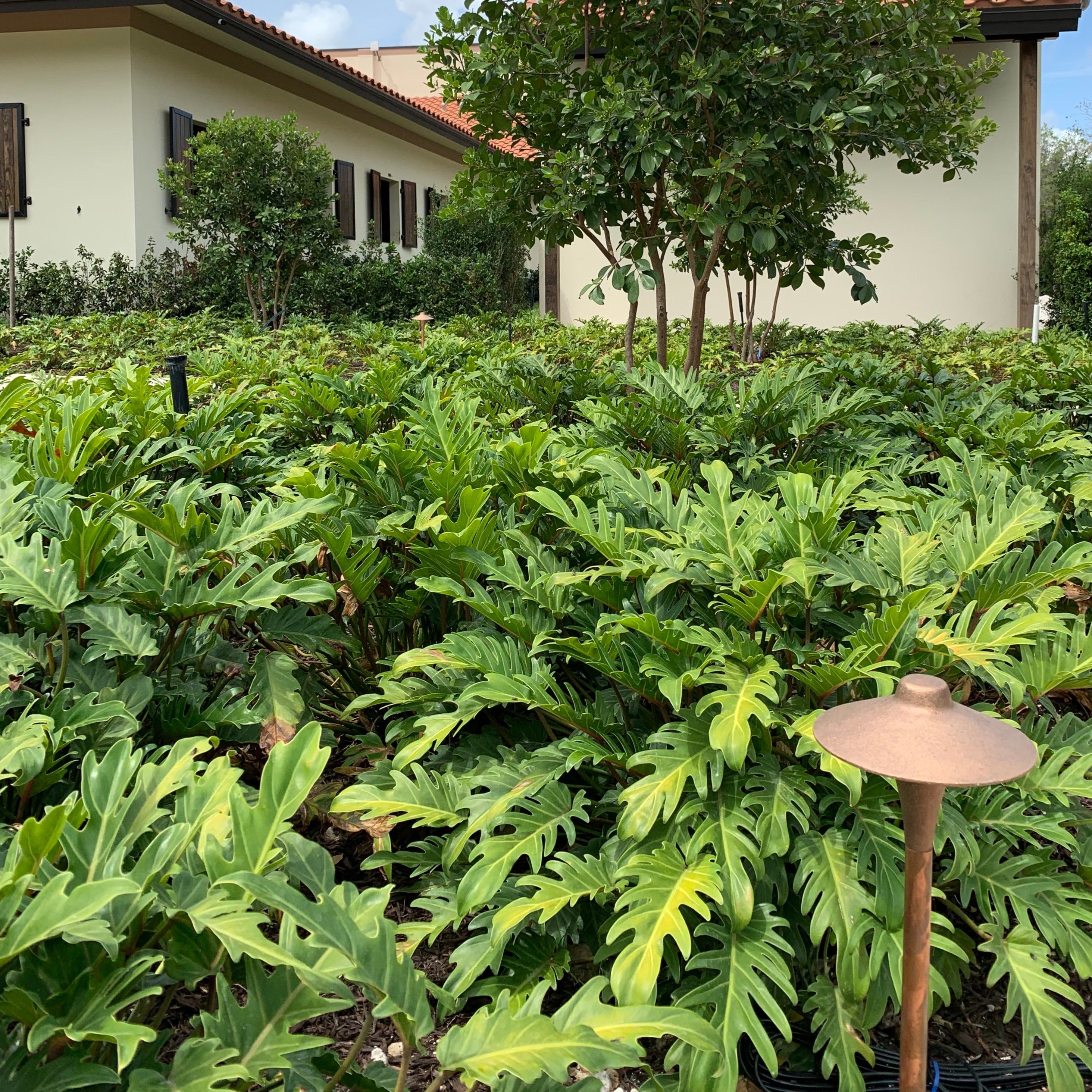 Xanadu – Jungle Plants