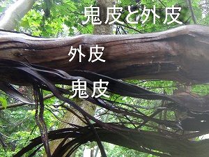 山葡萄蔓採取と樹皮 | ちいくろ工房