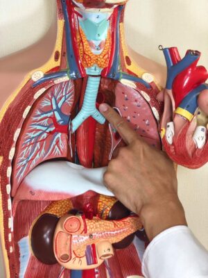 2025年9/16,17,18 フレッシュ献体解剖実習 3日間】KUNI-Pro （8/4更新