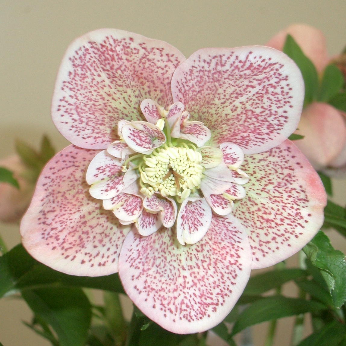 広瀬園芸 クリスマスローズ グラデーションピンク タブル セミダブル