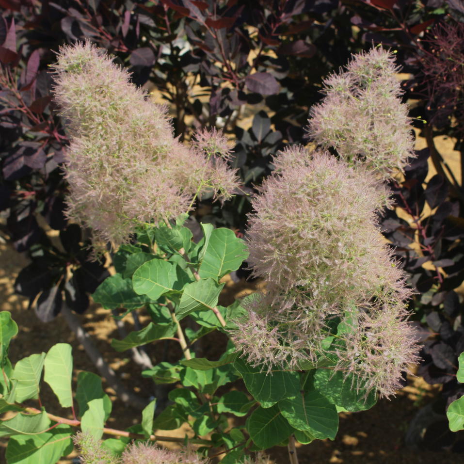 スモークツリー・スノーパフ 9cmポット苗 - Web-Garden 花光園
