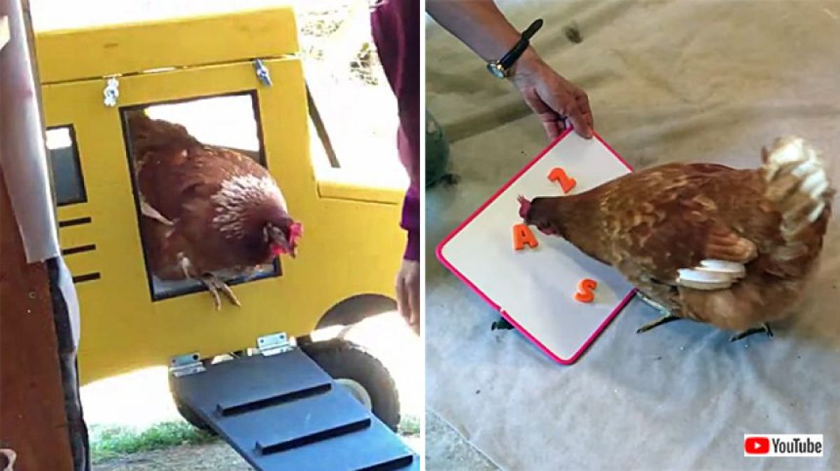 誰が3歩で忘れるって？ペットのニワトリが文字や数字を識別してギネス