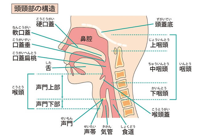 のどの症状｜那珂川市片縄の耳鼻咽喉科｜みみ はな のど かたのクリニック