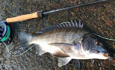 K・Bulletのシリーズ