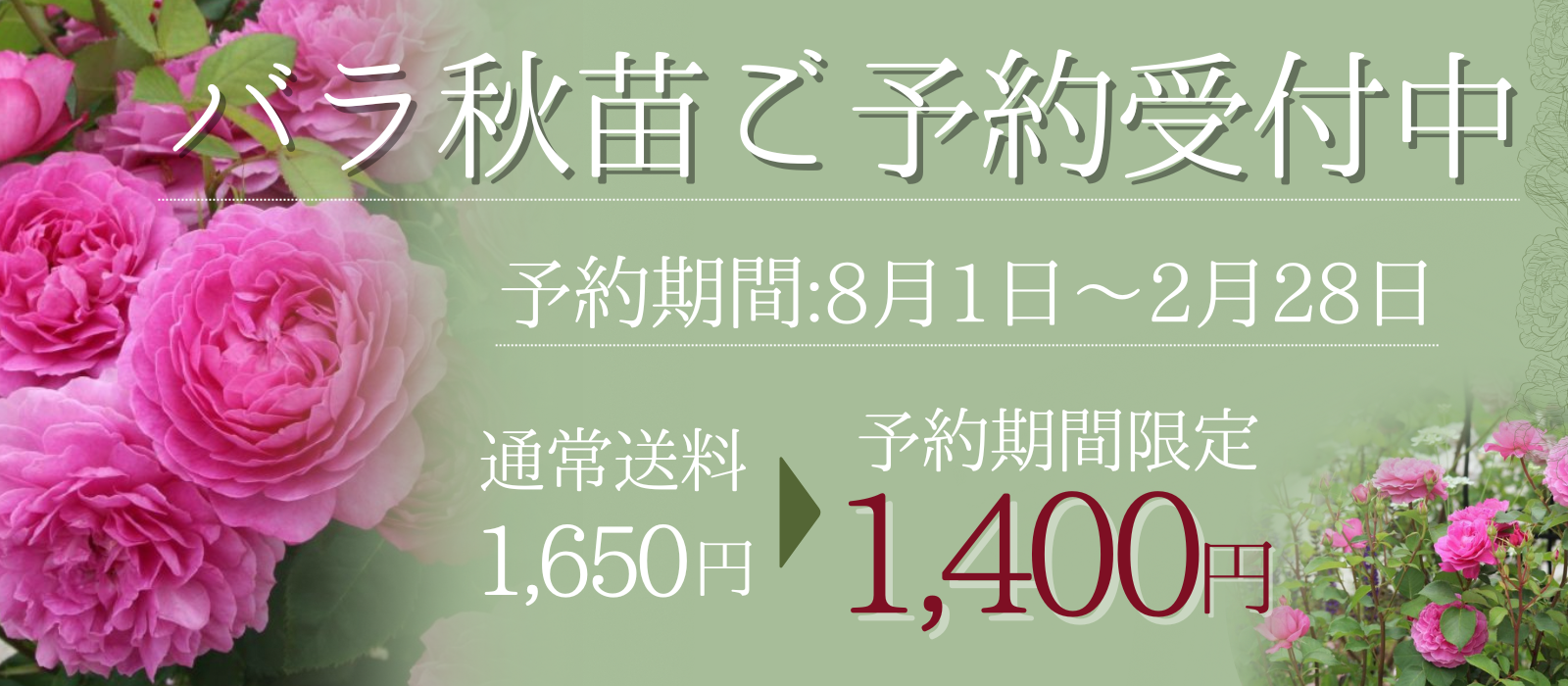 バラ秋苗（秋大苗）バラ苗通販｜バラと庭あそび京阪園芸公式ショップ