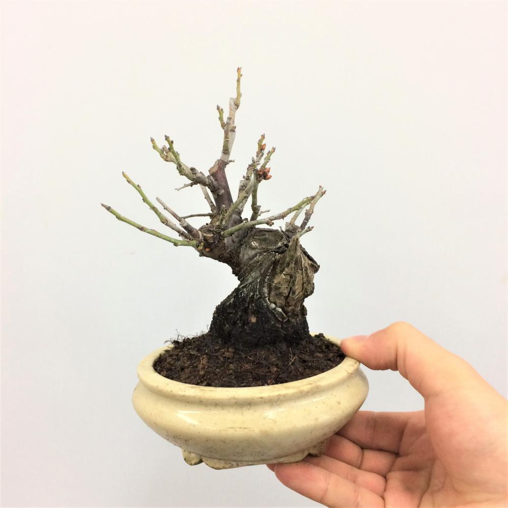 三河盆栽 野梅 ヤバイ 梅 盆栽 花物 白花 極古 荒皮 サバ幹