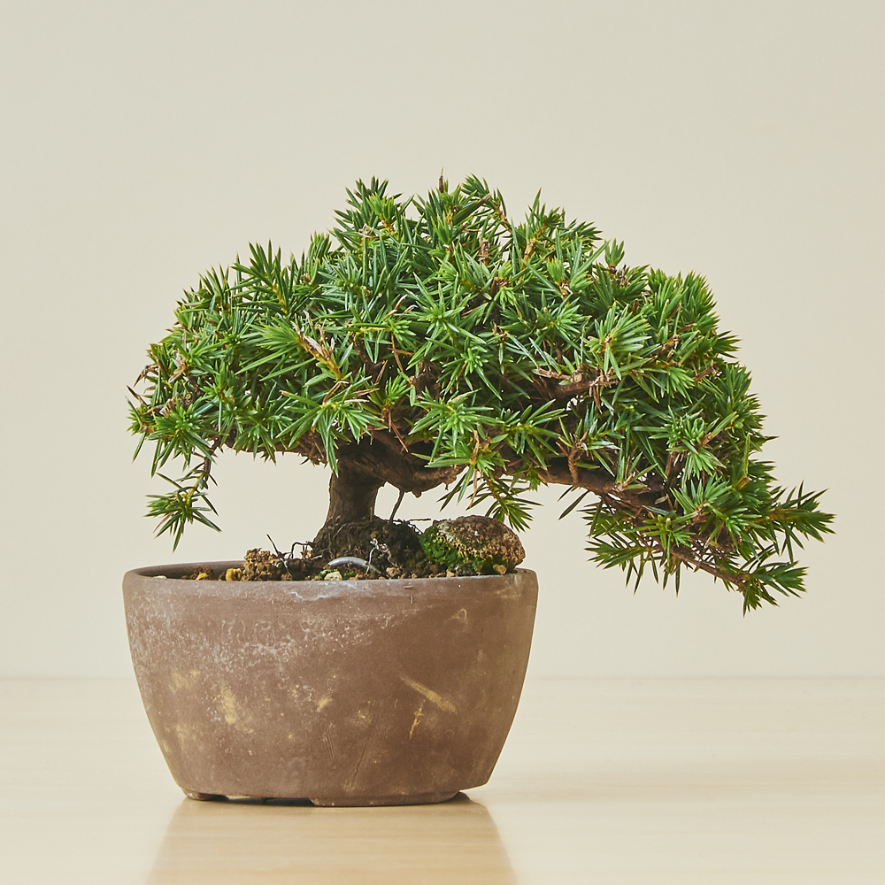 杜松（トショウ）ネズ / 盆栽、多肉植物、塊根植物、観葉植物通販