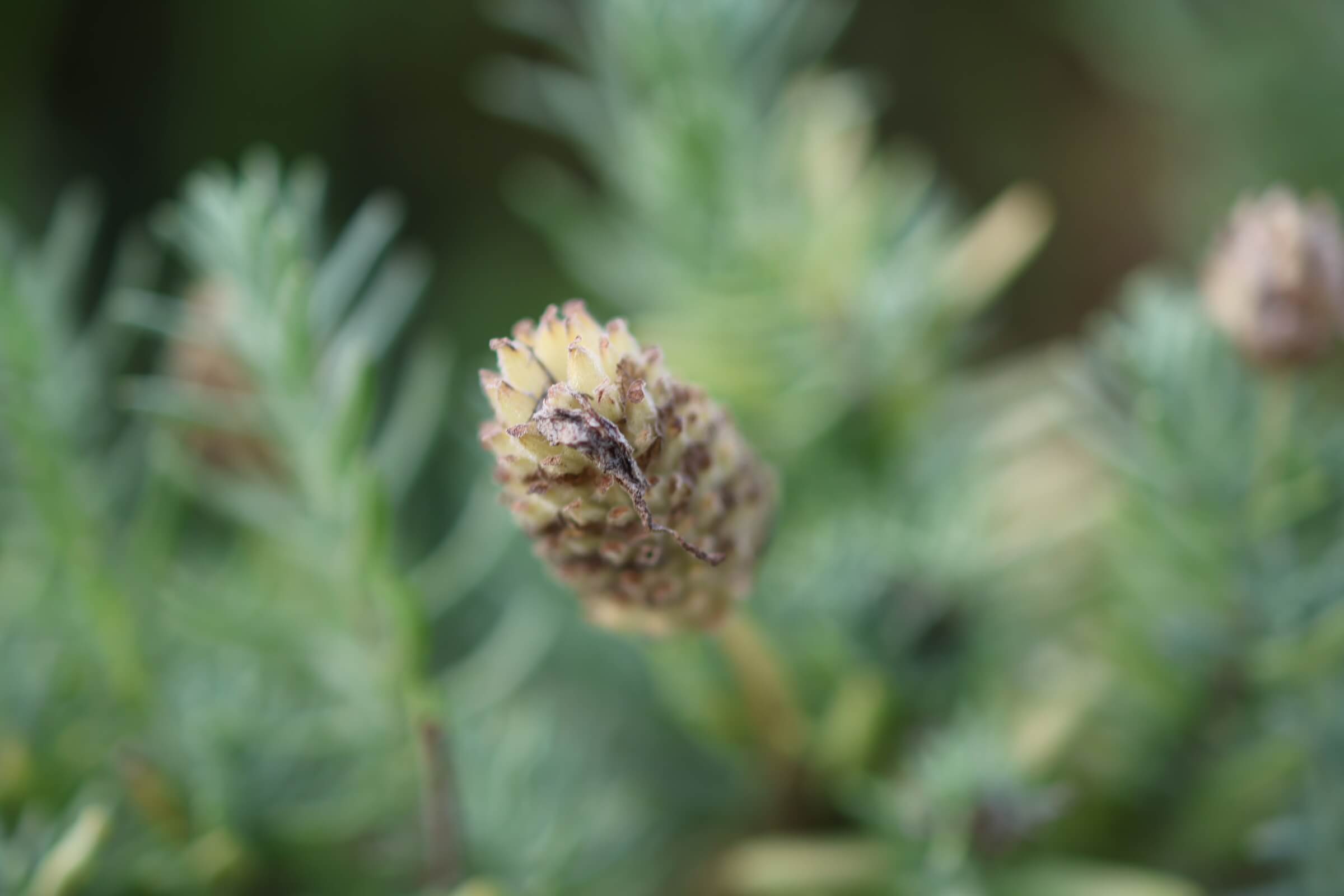 Canonのカメラのデザインは、ジワジワとカッコいいのだよ。｜記憶カメラ