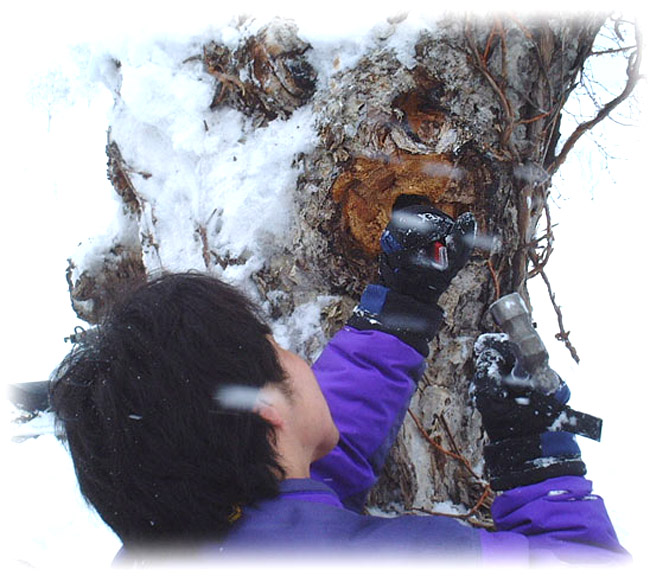 カバノアナタケ茶(3mmカット以下粉砕)900g | 吉粋(きっすい) 北海道