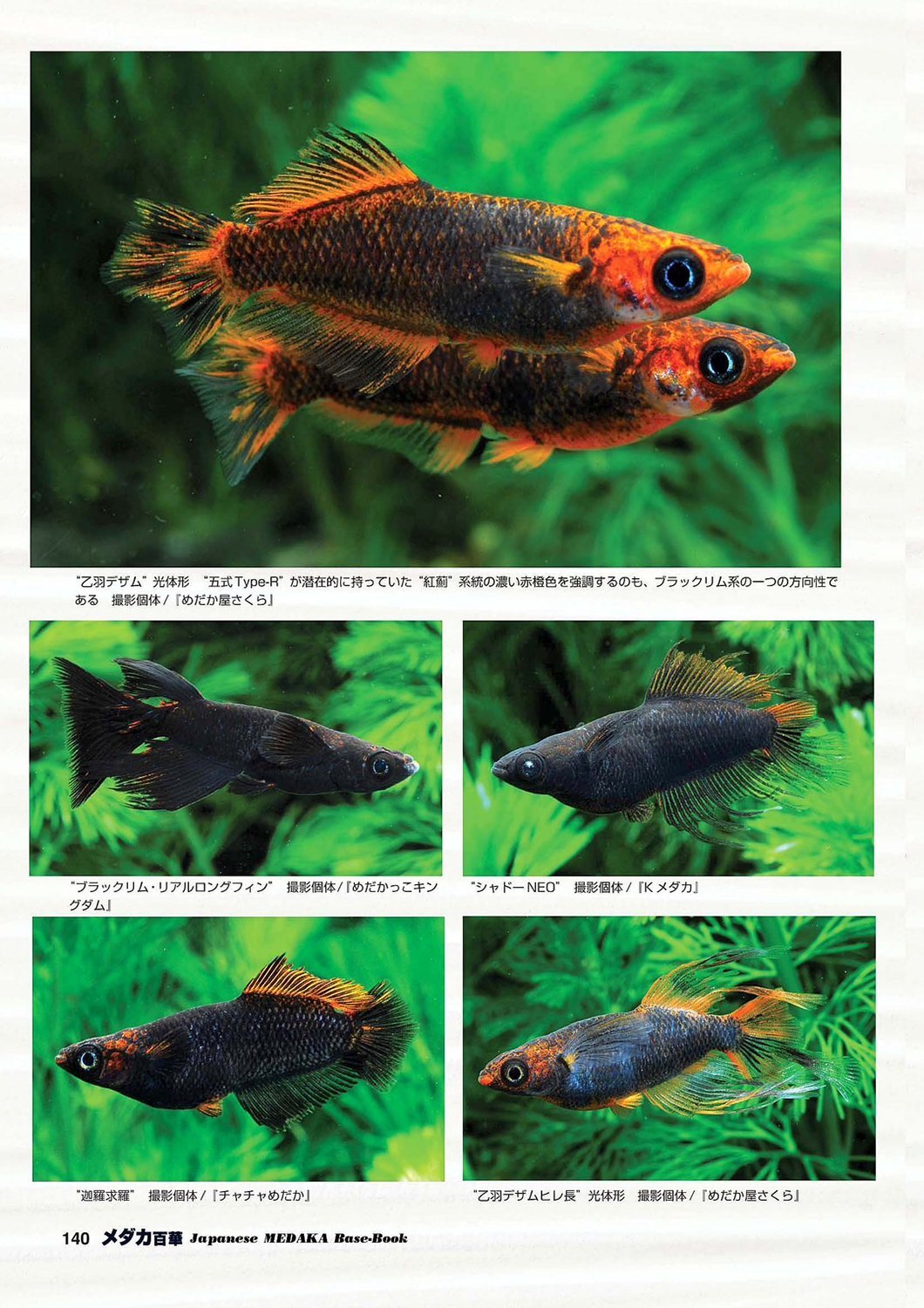 メダカ百華 Vol.20 - 桜めだか