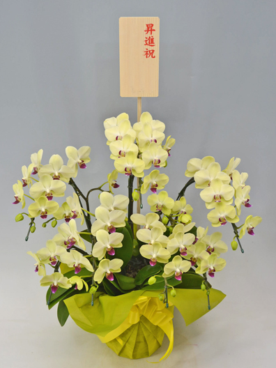 ミディ胡蝶蘭小輪ザルツマン 6本立｜胡蝶蘭通販のベイサイドフラワー