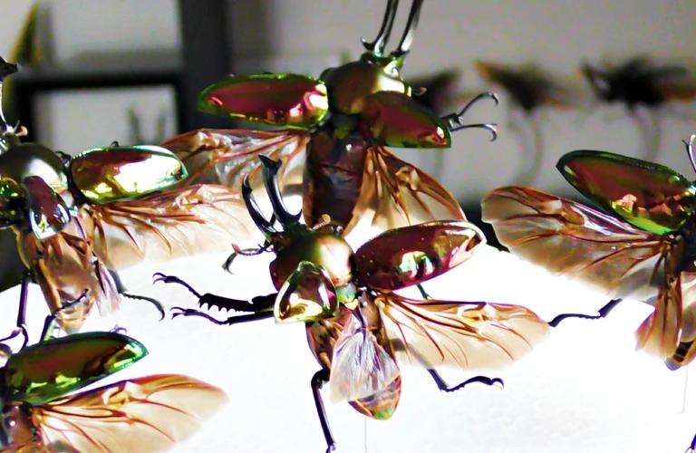 昆虫標本を全国で販売 インテリア標本専門店 苔丸インテリア