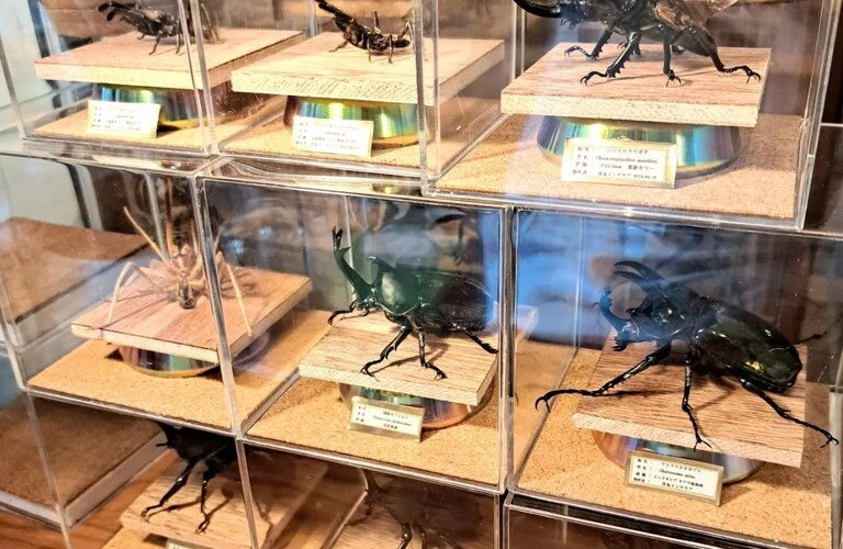 8体セット 展示ケース付き クワガタ標本