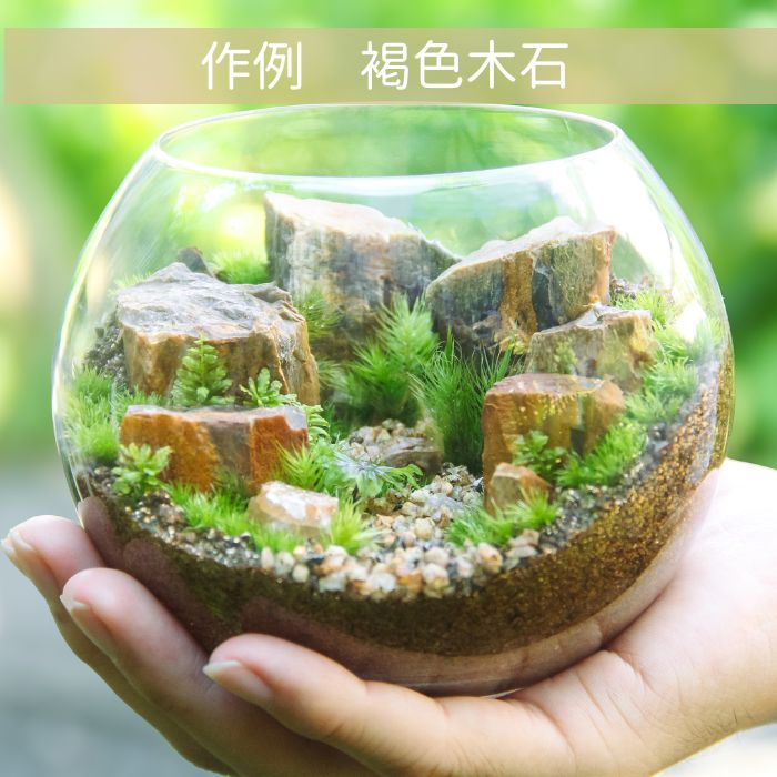 ボウル2L type】苔テラリウム制作キット《苔パック5種》 – 苔むすび
