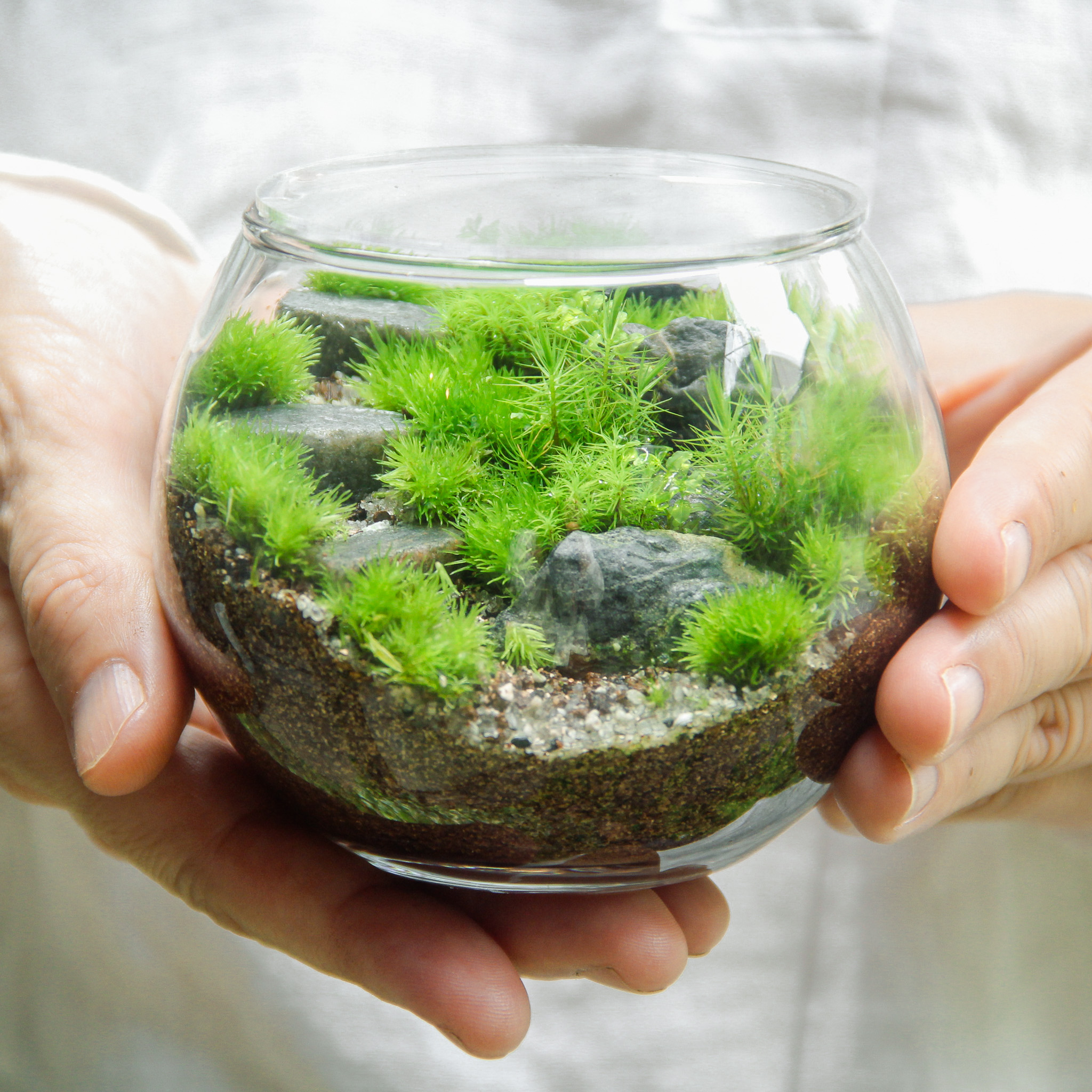 苔テラリウム販売・ワークショップ | 苔むすび