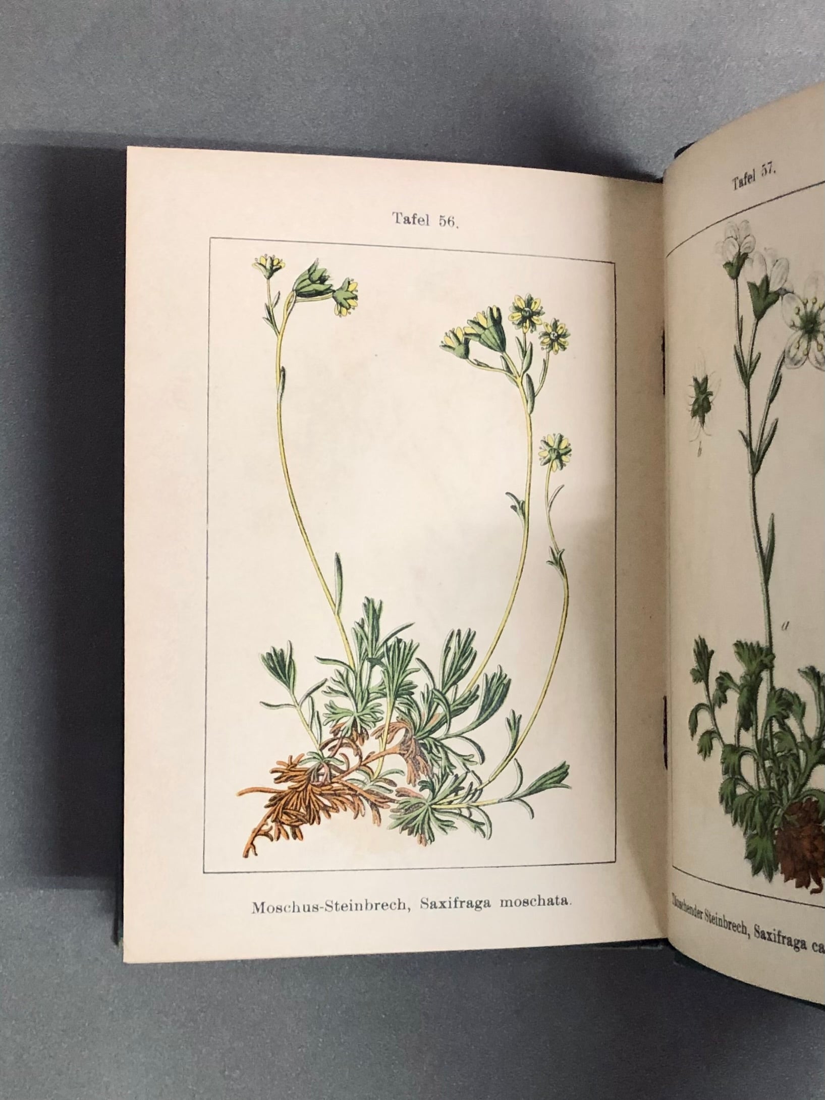 J.Strum s Flora von Deutchland ドイツのポケット植物図鑑 洋書 【林