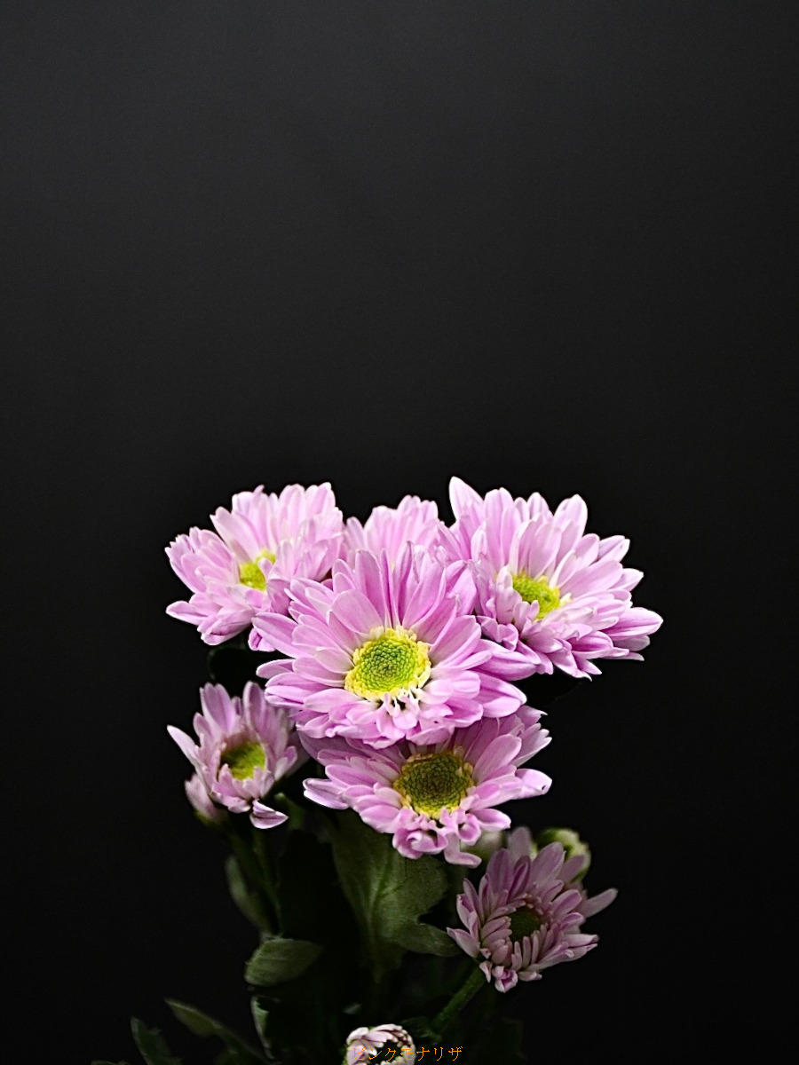 KOTA Photo SPキク ピンク | 九州大田花き
