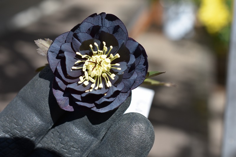 クリスマスローズ