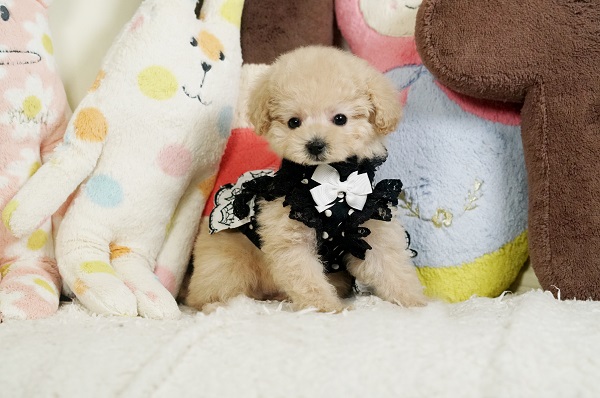 ティーカッププードル 綺麗な毛色クリームの可愛い女の子＊2878 ID