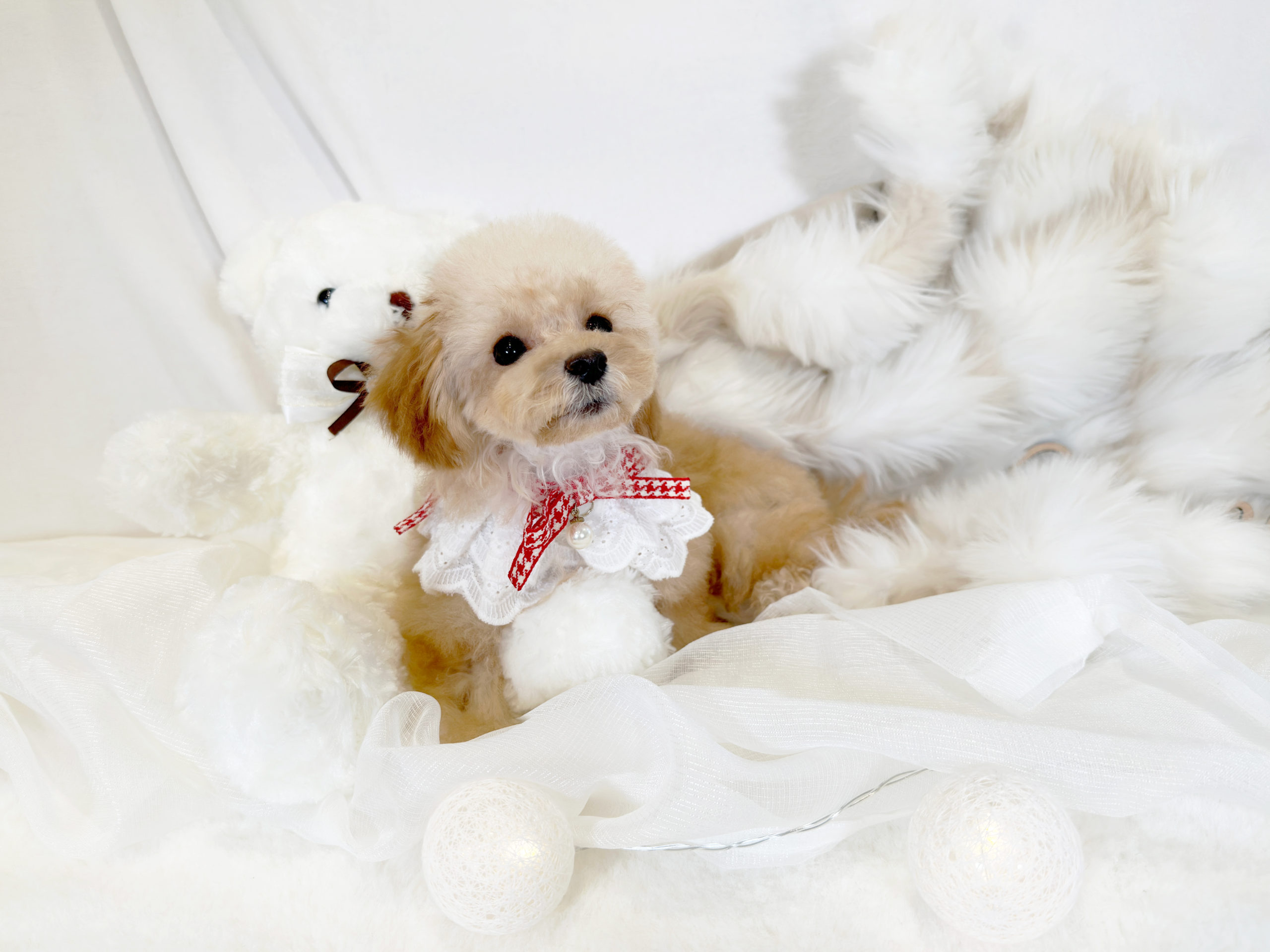 名古屋 今池店 超ドワーフ体型！お耳がツートンカラーで可愛い