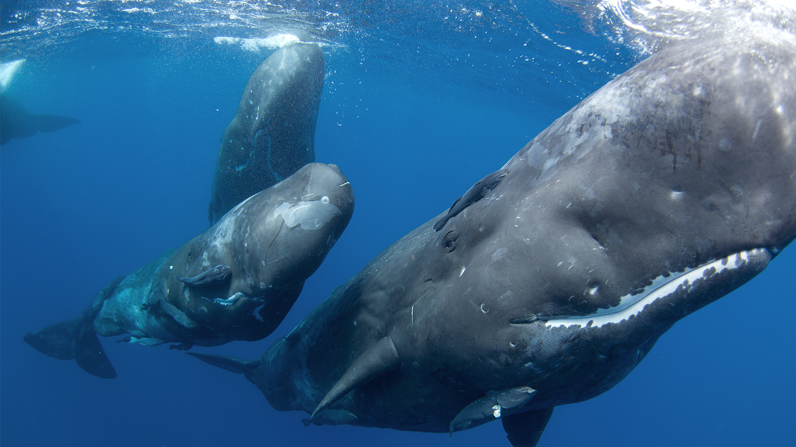 CS2インストール方法 - ゆうゆう ONLINE