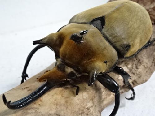 くわかぶプラネット / イイジマゾウカブト(メス単品)