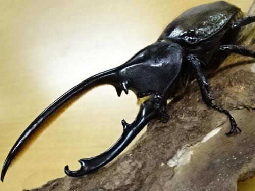 くわかぶプラネット / ヘラクレスオキシデンタリス幼虫