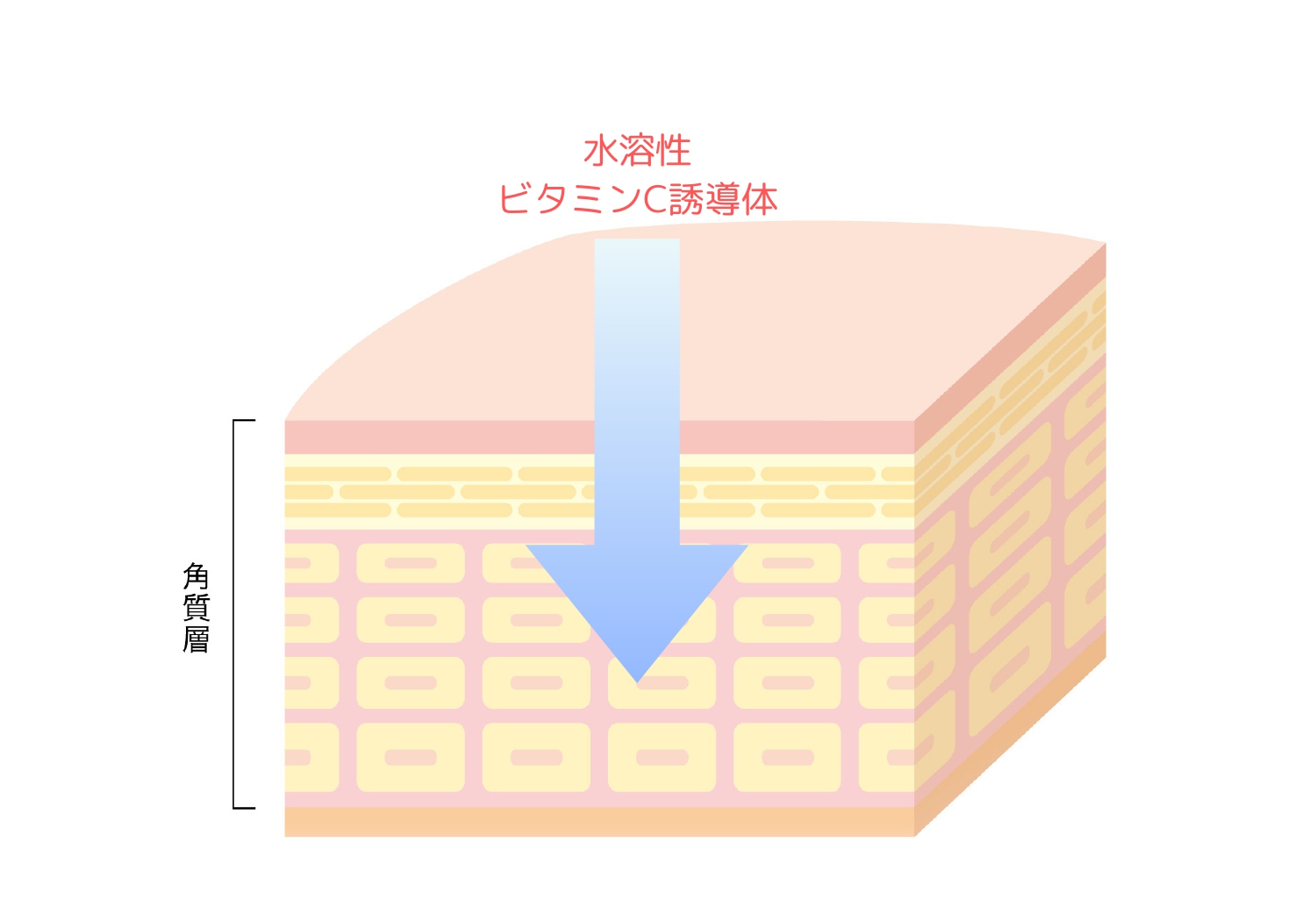 化粧水 ｜ VCローション ｜Lamu Online Shop ｜ Lamu Online Shop