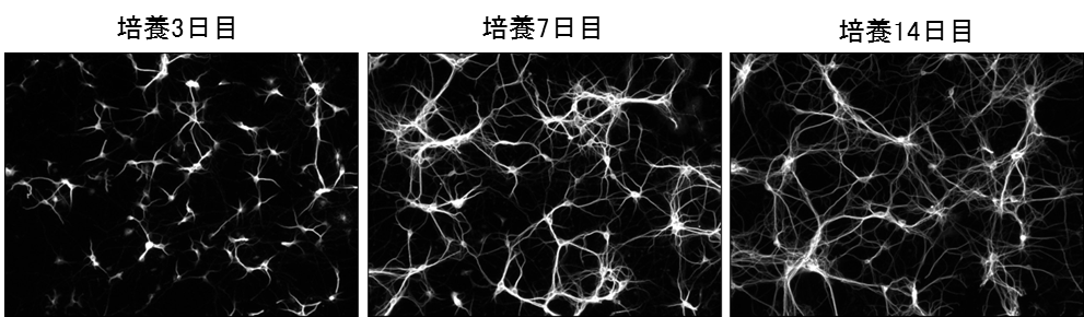 神経細胞用培地｜【ライフサイエンス】製品情報｜試薬-富士フイルム和