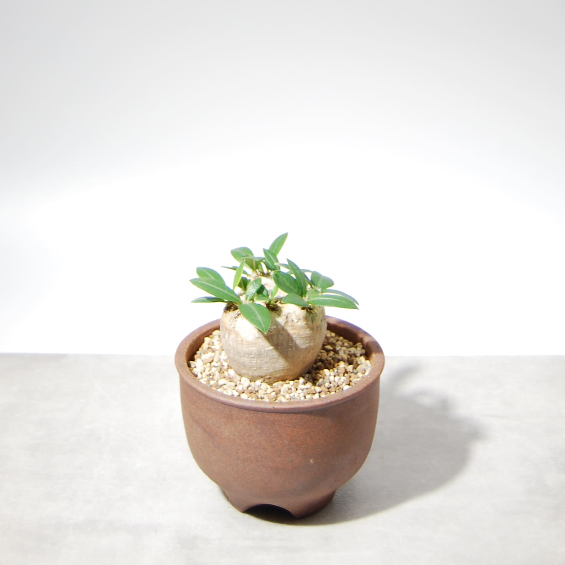 パキポディウム・ブレビカウレ（恵比寿笑い）001 – linkplants -リンク