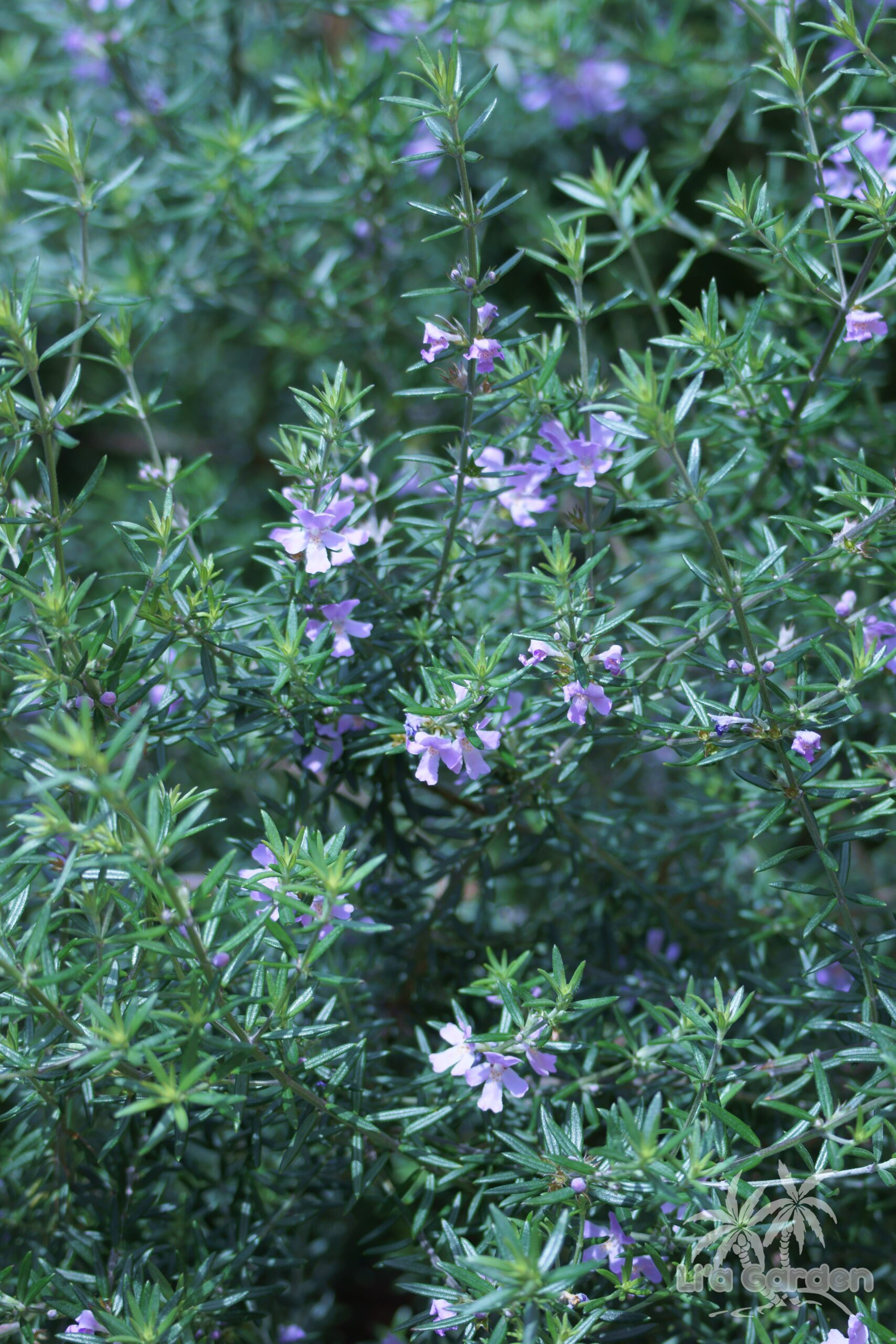 低木】 ウエストリンギア・フルティコーサ Westringia fruticosa
