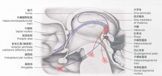 松果体について - 上高橋オステオパシー整体院 Life | 熊本市西区の整体院