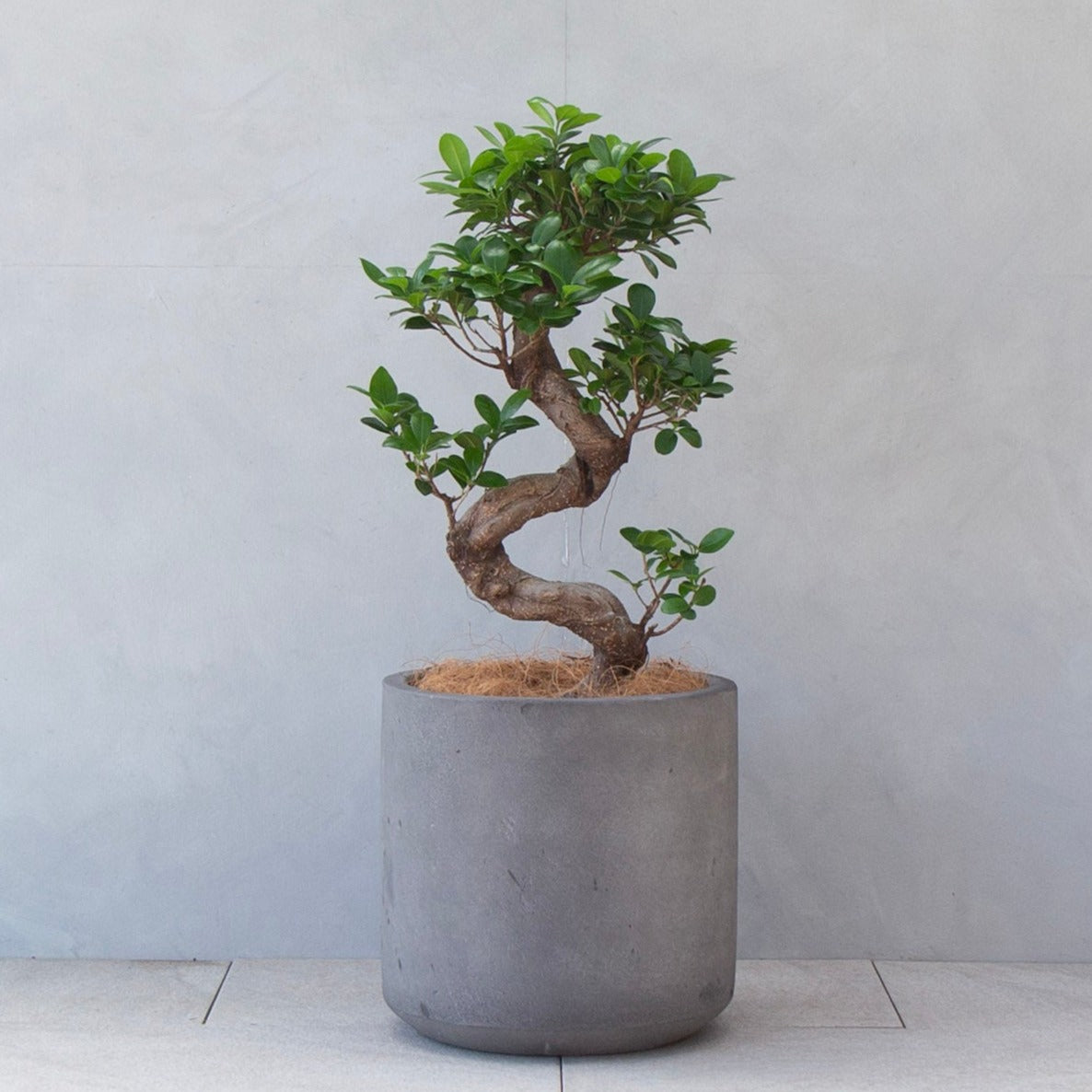 ガジュマルL / Ficus malacocarpa – LIFFT