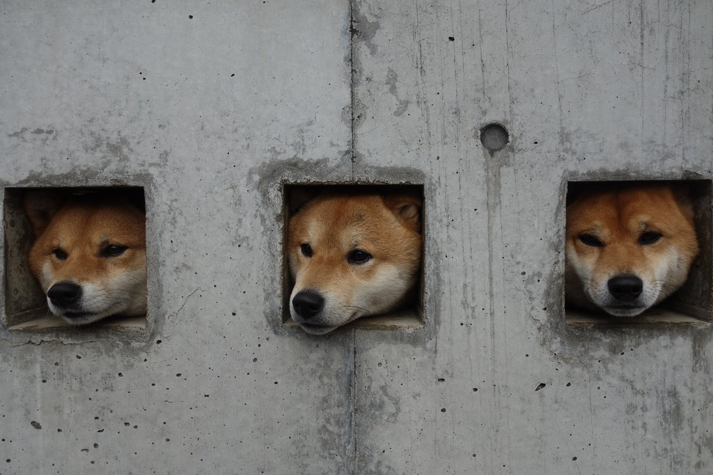 島原さんぽ｜塀の穴から柴ワンコ！ 柴犬の三太郎に会いに行く！（島原